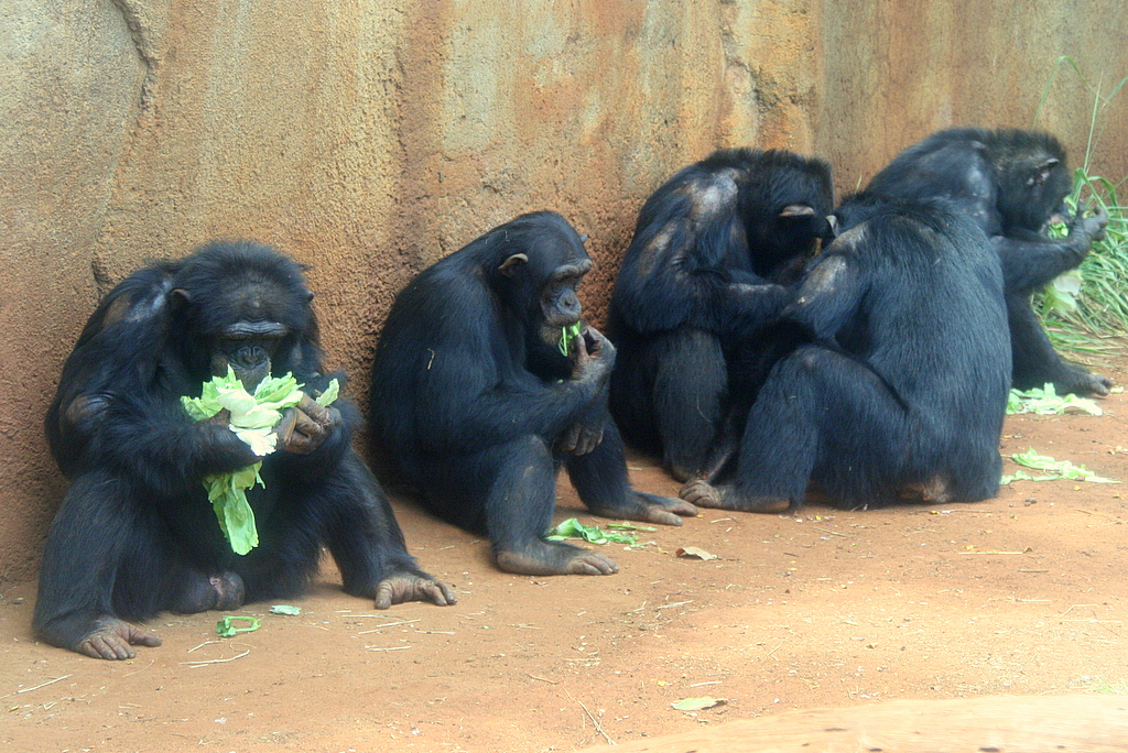 Chimpanzee Recaptured After Escape From Honolulu Zoo Honolulu Civil Beat