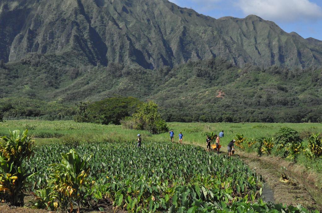 Developing Agriculture HCDA Helps Restore Kalo Fields in Windward Oahu