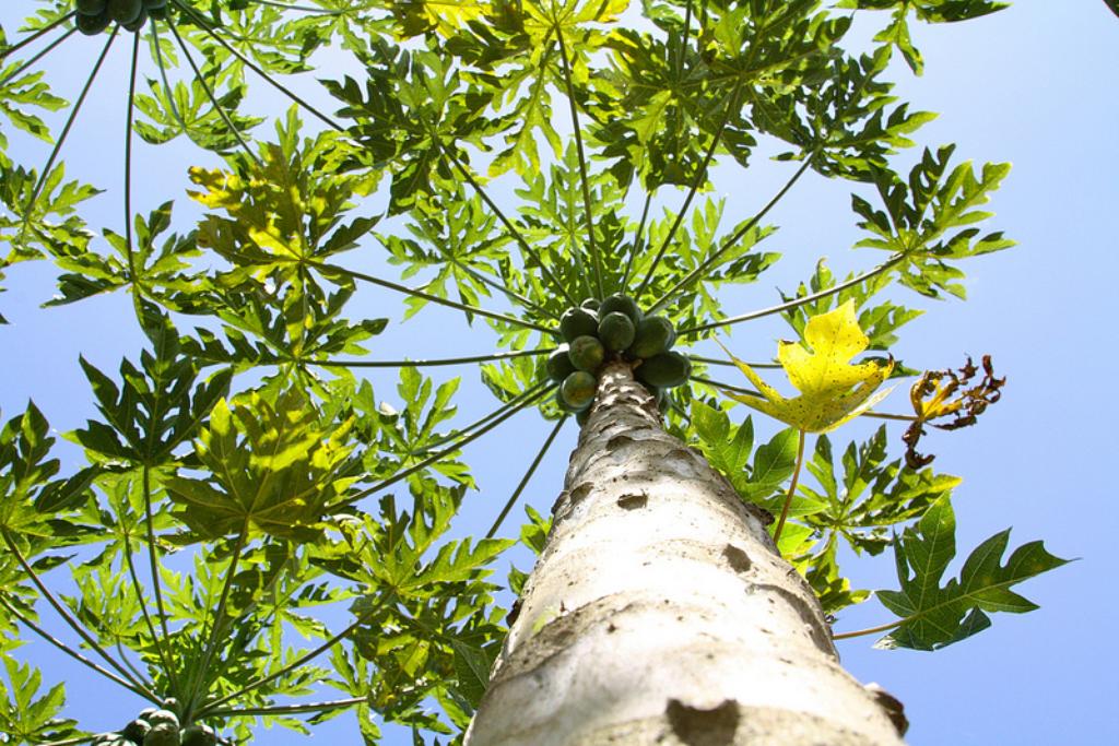 Papaya Nightmares A Farmer Struggles Amid Hawaii's GMO Debate