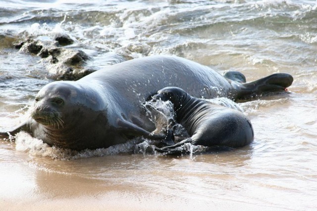 Hawaiian monk Seals