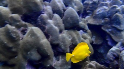 Hawaiʻi’ Should End Aquarium Collection Once And For All
