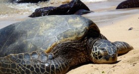 A green sea turtle gets some sun on the north shore of Oahu. (Nathan Eagle/Civil Beat/2012)