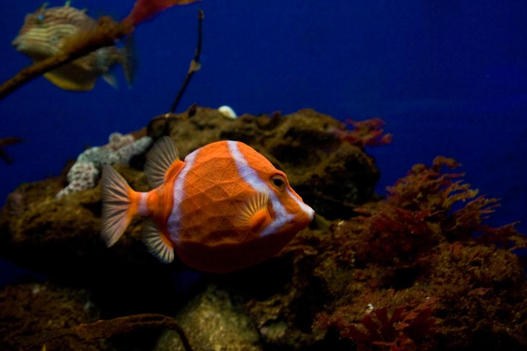 Molasses Spill Could Cause Substantial Damage to Marine Life Honolulu