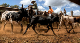 The crew sort out the bulls from the heifers.