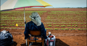 Kauai GMO farmworker monitor field for birds. 3.23.13 Photo by Nick Grube/Civil Beat