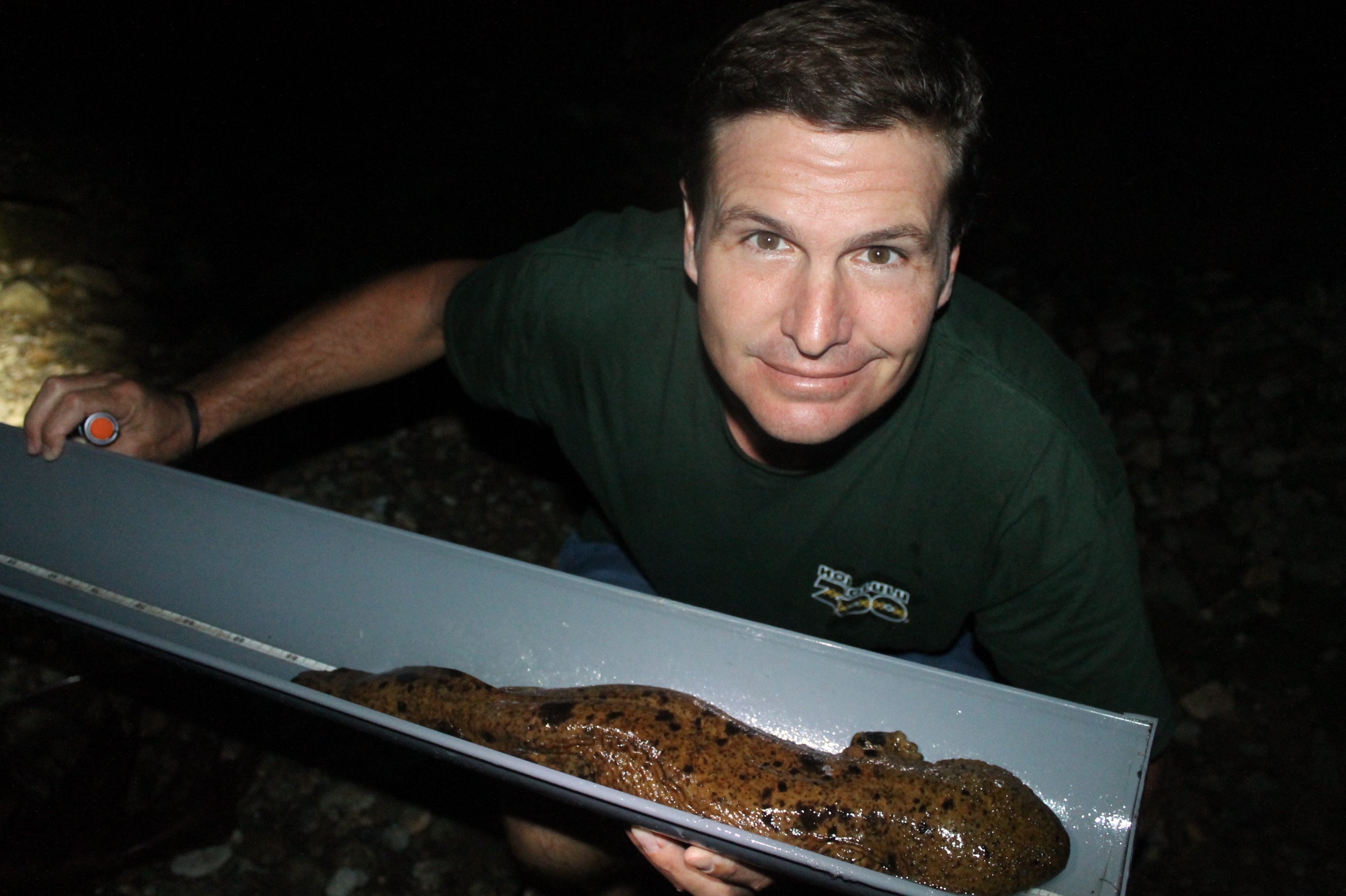 Honolulu Zoo has Big Plans for Japanese Giant Salamanders