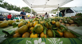 Local produce for sale at the Pearlridge Farmer's Market held near Sears. Saturday.  13 feb 2015. photograph Cory Lum/Civil Beat