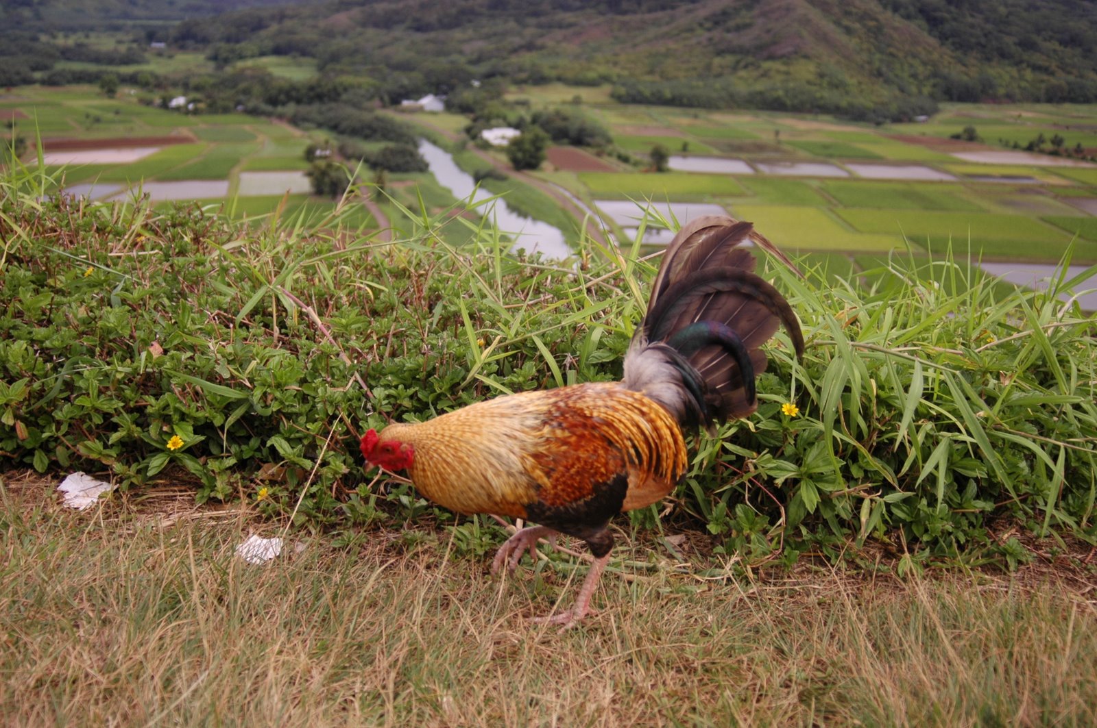 What Is Killing Kauai's Chickens? Honolulu Civil Beat