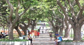 University of Hawaii. McCarthy Mall.  2 sept 2015. photograph Cory Lum/Civil Beat