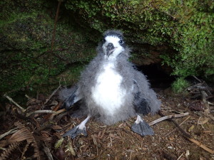 Environmental Groups Seek Injunction In Maui Seabird Case
