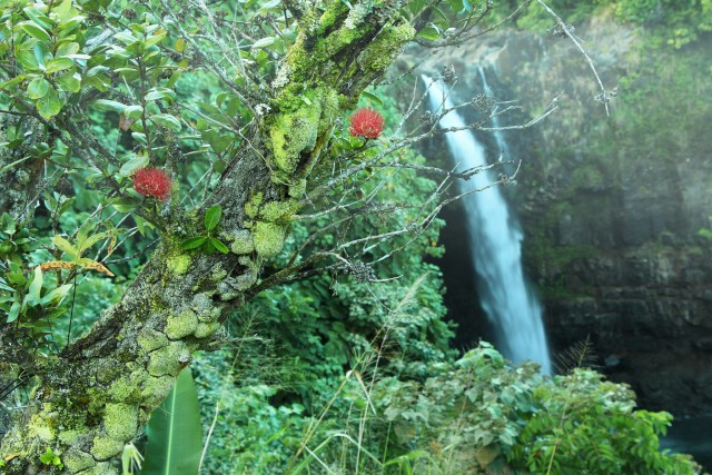Behind two Ohia blossoms, Waianuenue Falls drops 80 feet, in Wailuku River State Park, on the Big Island