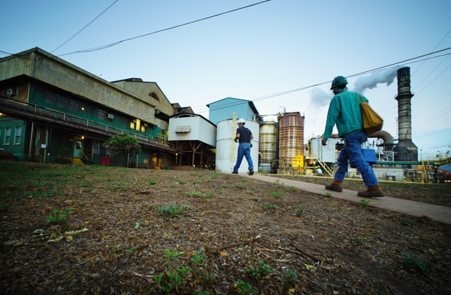 Workers head into work before 6am at the Hawaiian Commercial & Sugar mill located in Puunene, Maui. 4 july 2016