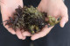 Kaneohe Bay invasive seaweed called 'Eucheuma denticulatum' onboard the 'Super Sucker Barge'. 8 sept 2016