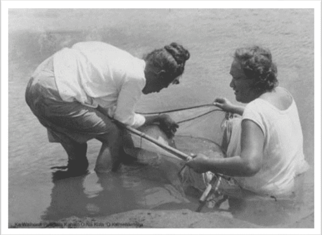 Women catching hinana at mouth of Waimea River, circa 1910. 