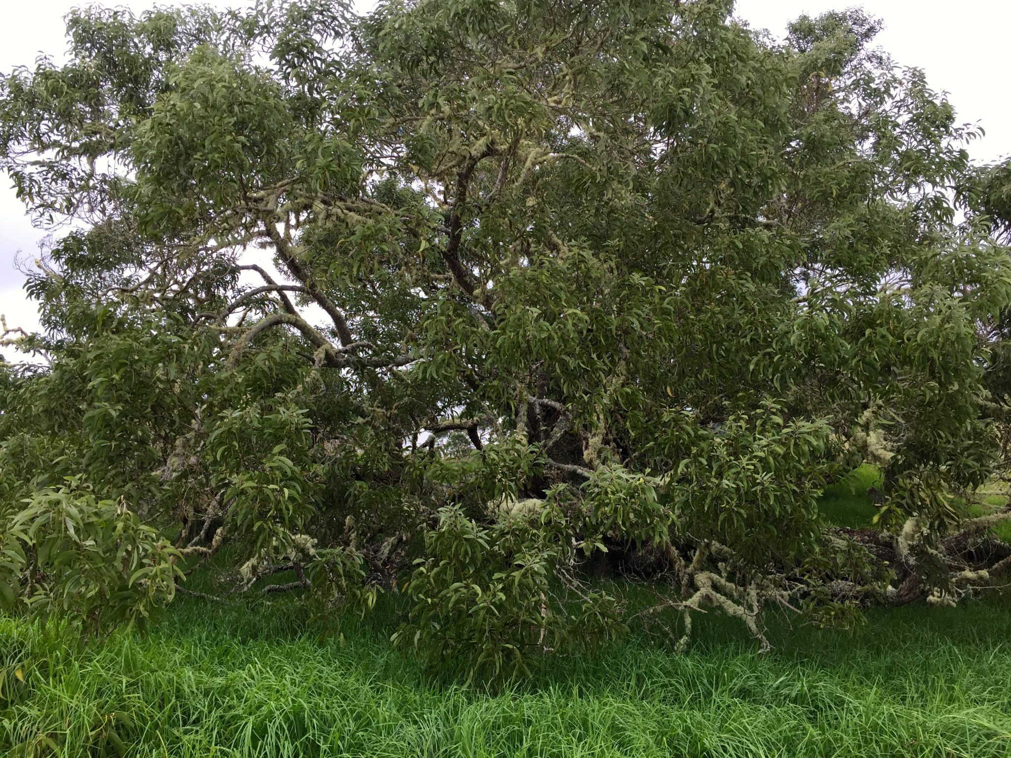 koa tree Honolulu Civil Beat