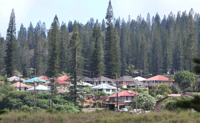 Lanai homes Pine trees. 13 april 2017