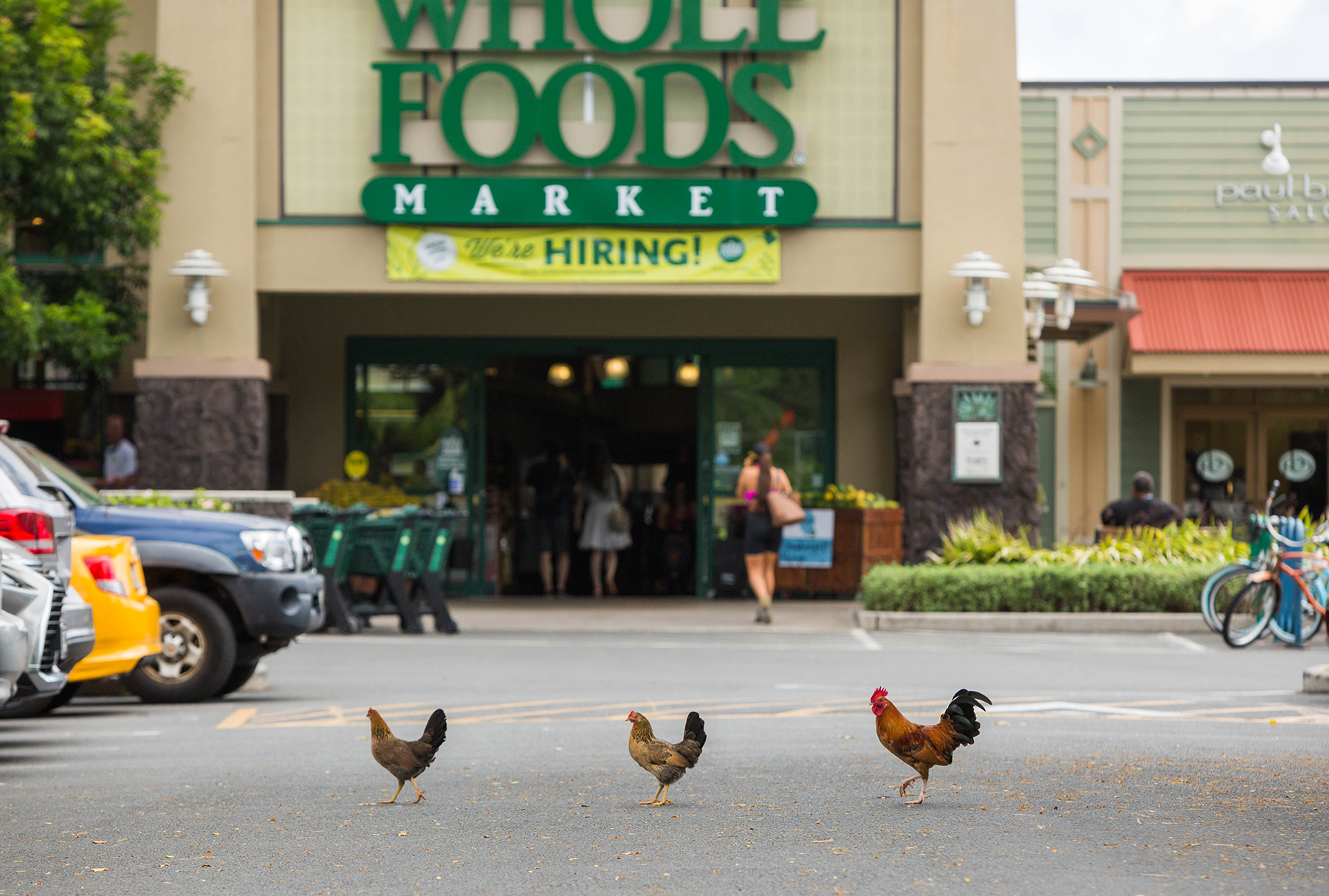 feralchickenskialuawholefoodsfile7 Honolulu Civil Beat