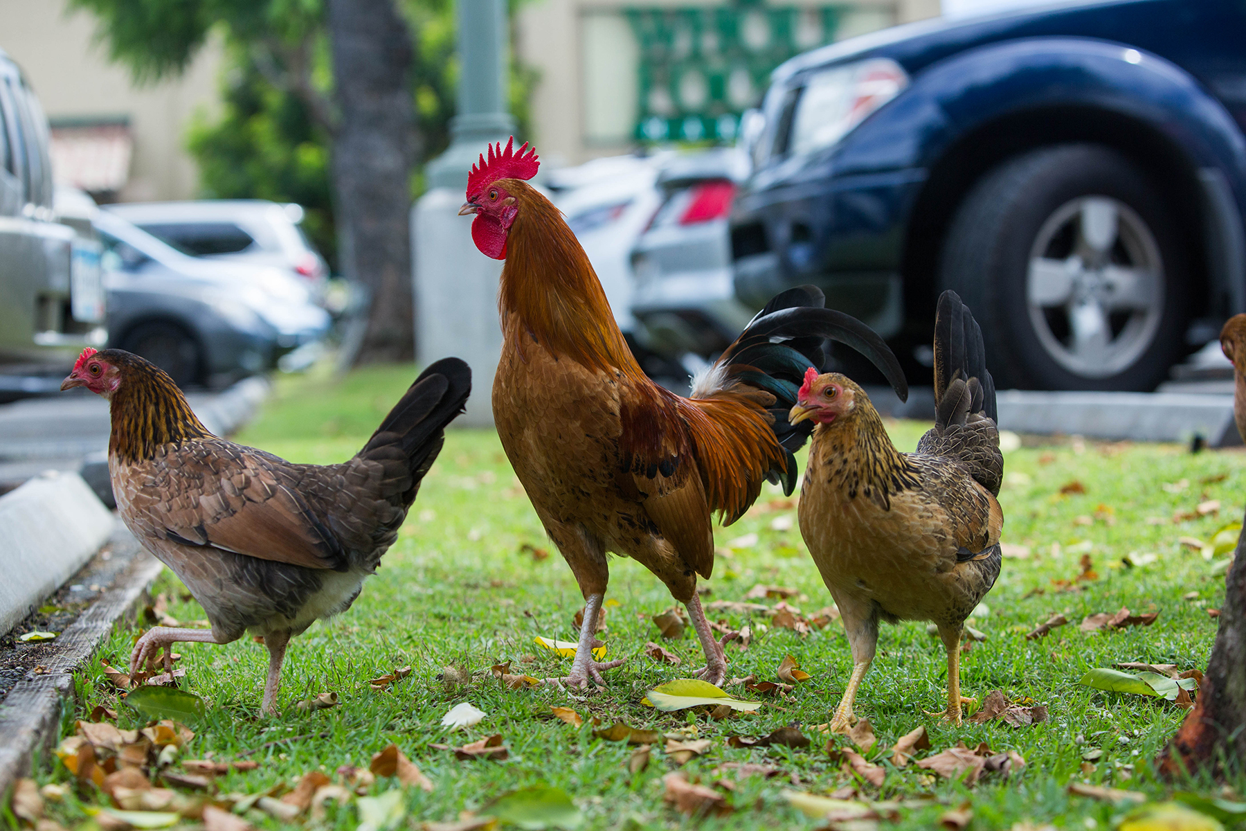 Feral Chickens In Hawaii Are Lawmakers Doing Enough? Honolulu Civil Beat