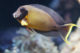 Waikiki Aquarium tang surgeonfish.