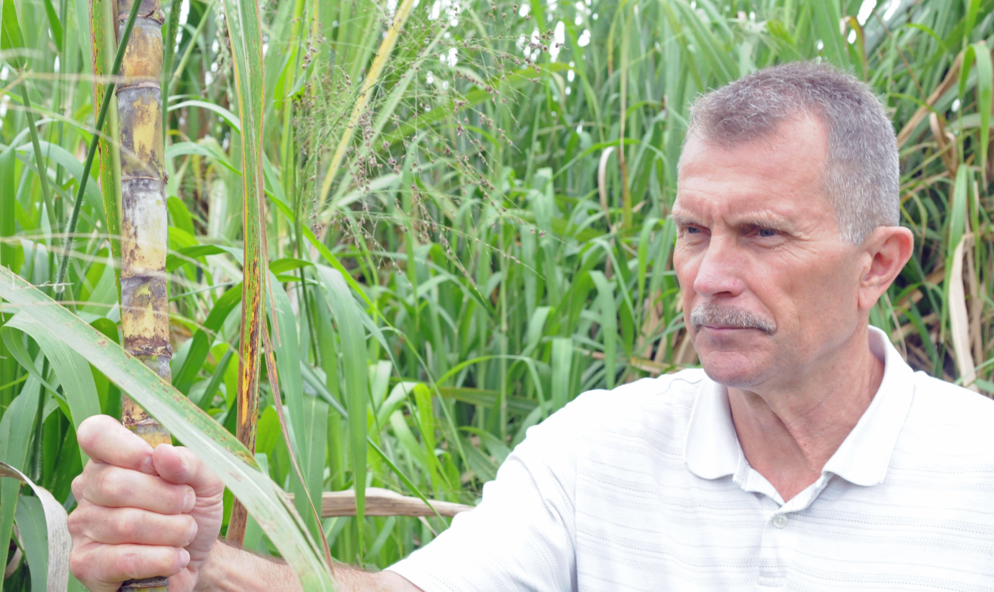 Kauai Rum Distilleries Keep Hawaii's Sugar Industry Alive Honolulu