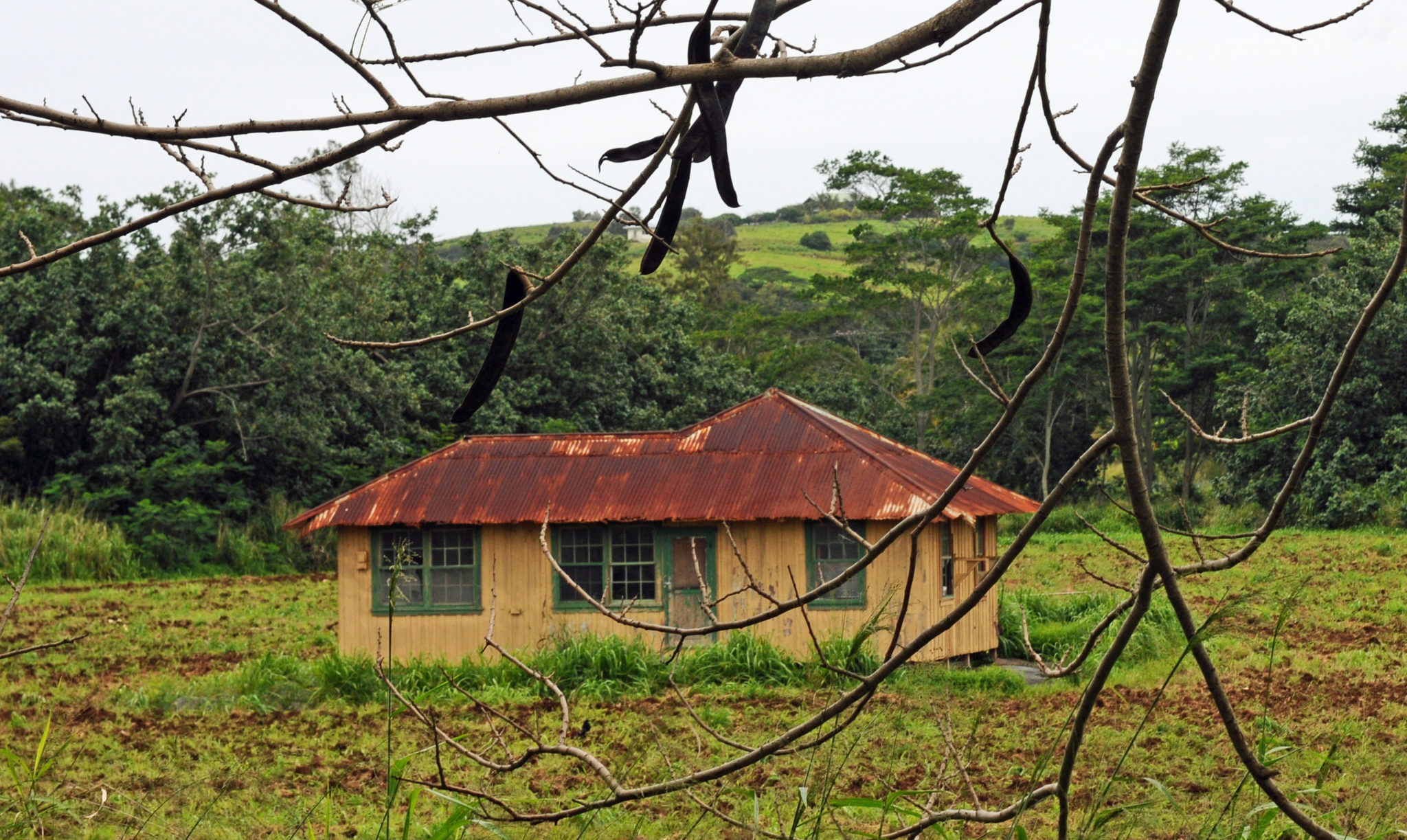 Kauai Rum Distilleries Keep Hawaii's Sugar Industry Alive Honolulu