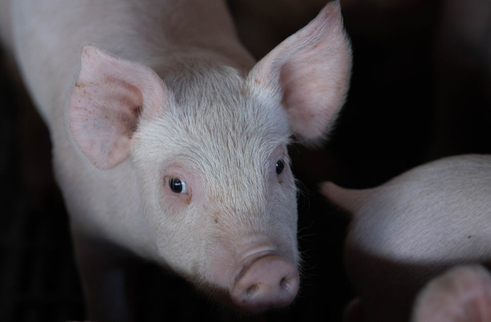 The Army Is Spending Tens Of Thousands Of Dollars On Pigs In Hawaii