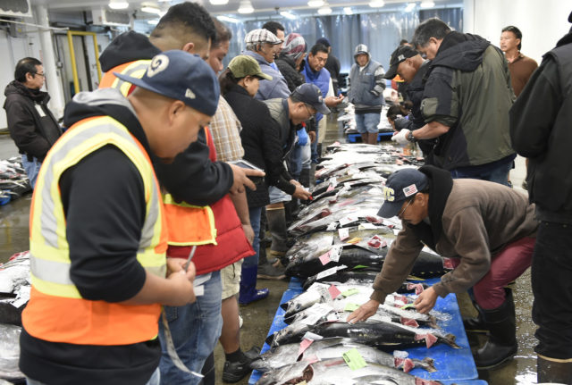 Wholesale, retail, and restaurant sector buys gather around rows of ahi to place their bids at the Honolulu Fish Auction Tuesday, November 20, 2018. The competitive open bidding process lasts each day until every fish is sold. (Civil Beat photo Ronen Zilberman)