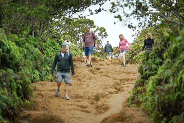 Kauai visitors hike on a muddy slope Kokee Kauai.