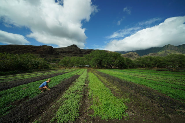 Kahumana Organic Farm Cafe Farm2.