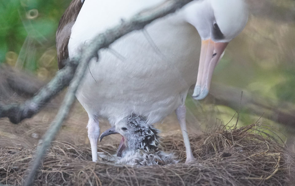 These Rare Seabirds Are Having Babies On Oahu’s North Shore