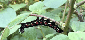 Spitting Caterpillars From Asia Are The Latest Threat To Native Insects On Maui