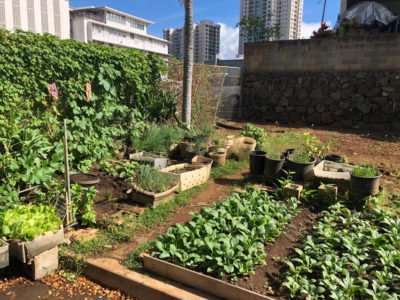 Sterling Higa: The Big Loss Of A Small Garden