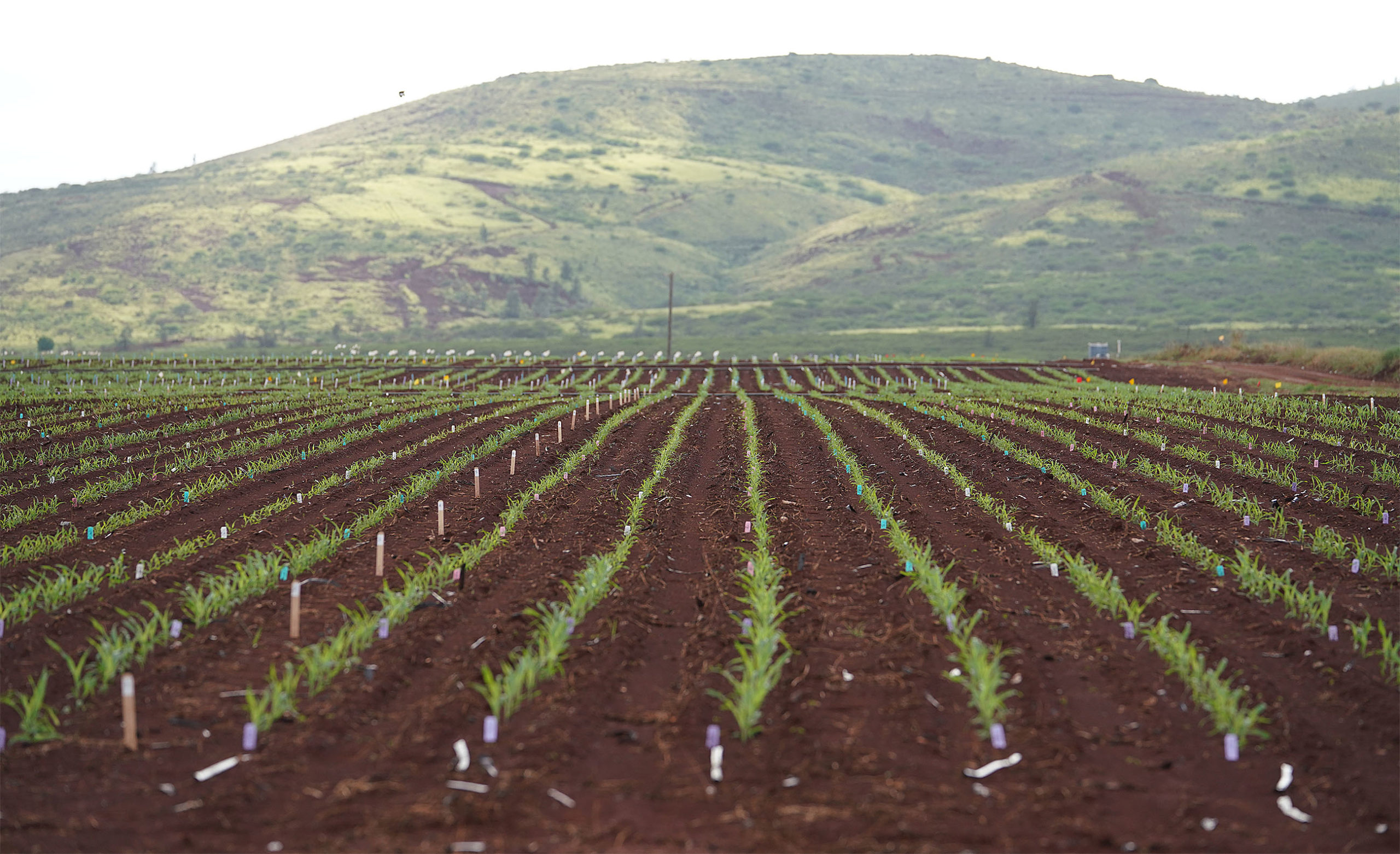 Seed Industry Is Shrinking Dramatically But It Still Grows Hawaii's No