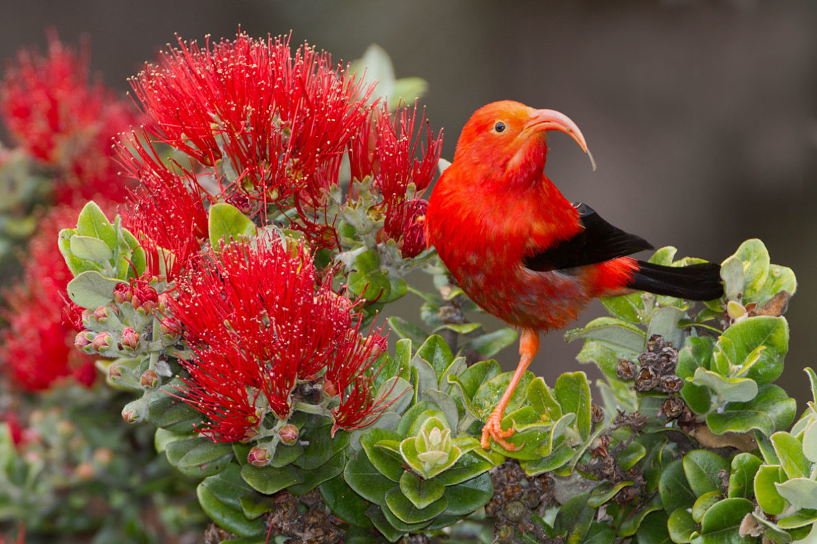 Lawsuit Aims To Protect Hawaii's Iiwi Bird From Extinction Honolulu