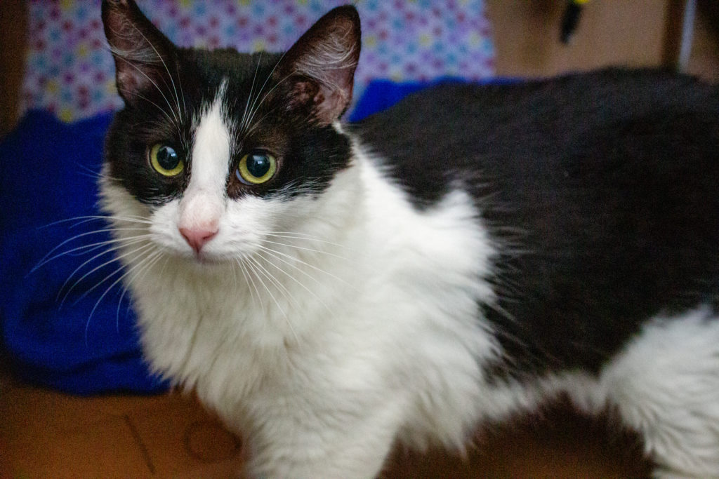 Are Cats Bad For Hawaii’s Environment? Honolulu Civil Beat