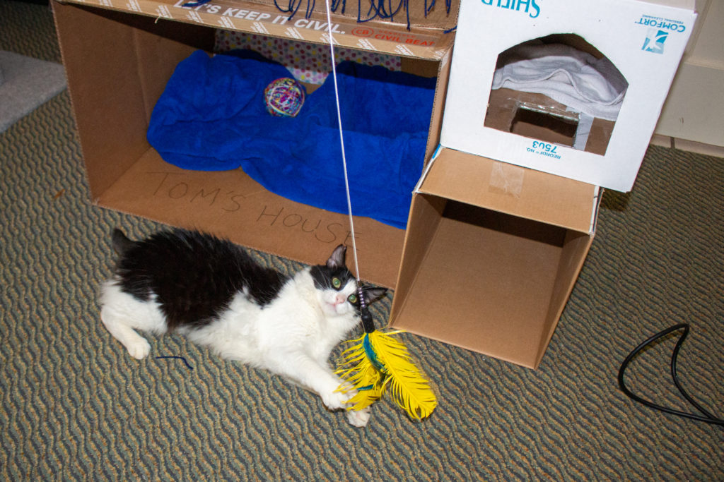 Are Cats Bad For Hawaii’s Environment? Honolulu Civil Beat