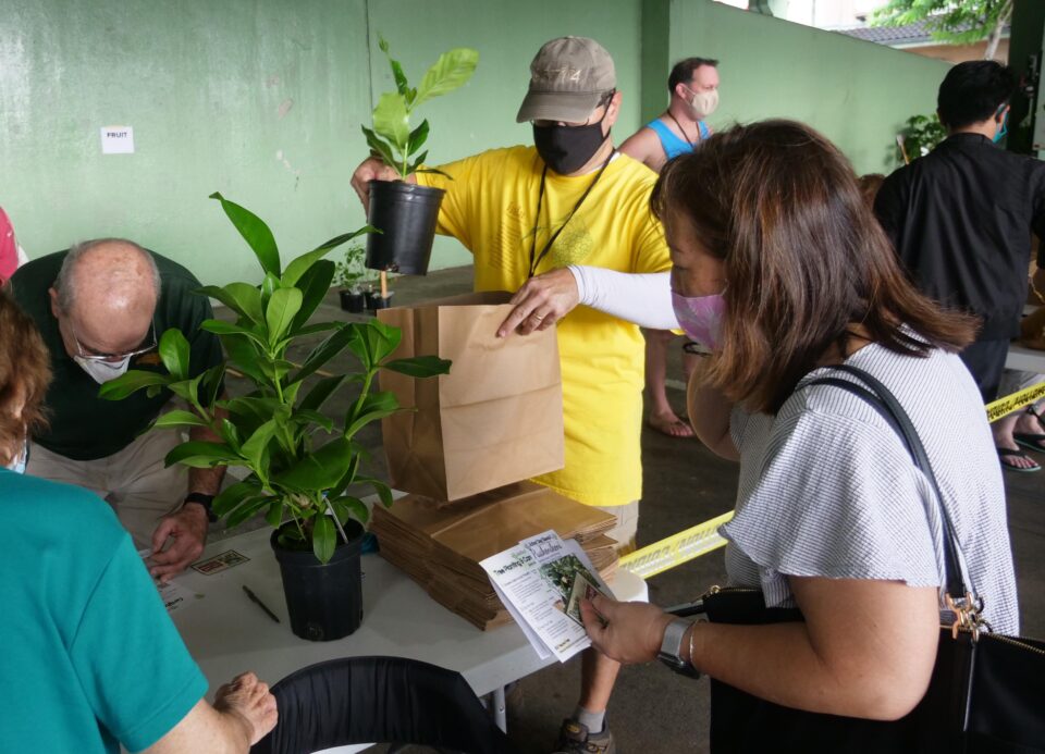 Hawaii Offers Free Trees For Planting On Arbor Day Honolulu Civil Beat