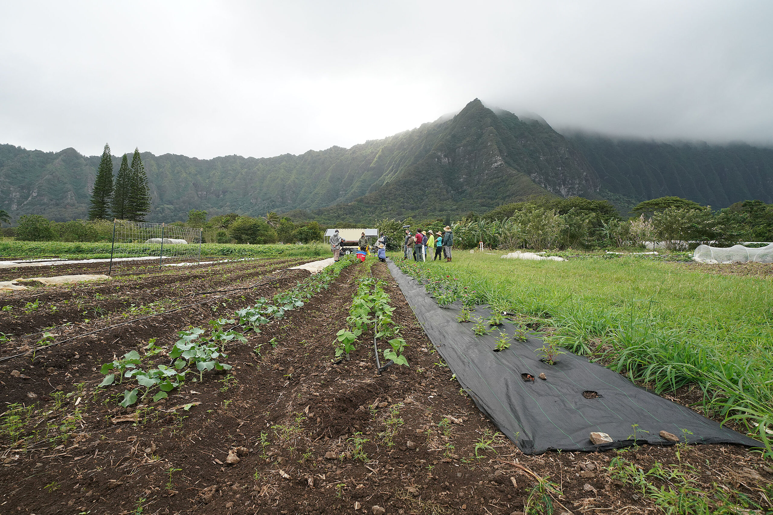 The State Does A Lot To Help Farmers In Hawaii. But It's Not Enough