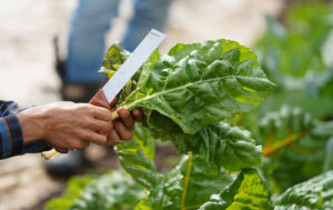 UH Waimanalo farming instructor demonstrates how to cut leafy vegetables with a clean knife for harvesting.