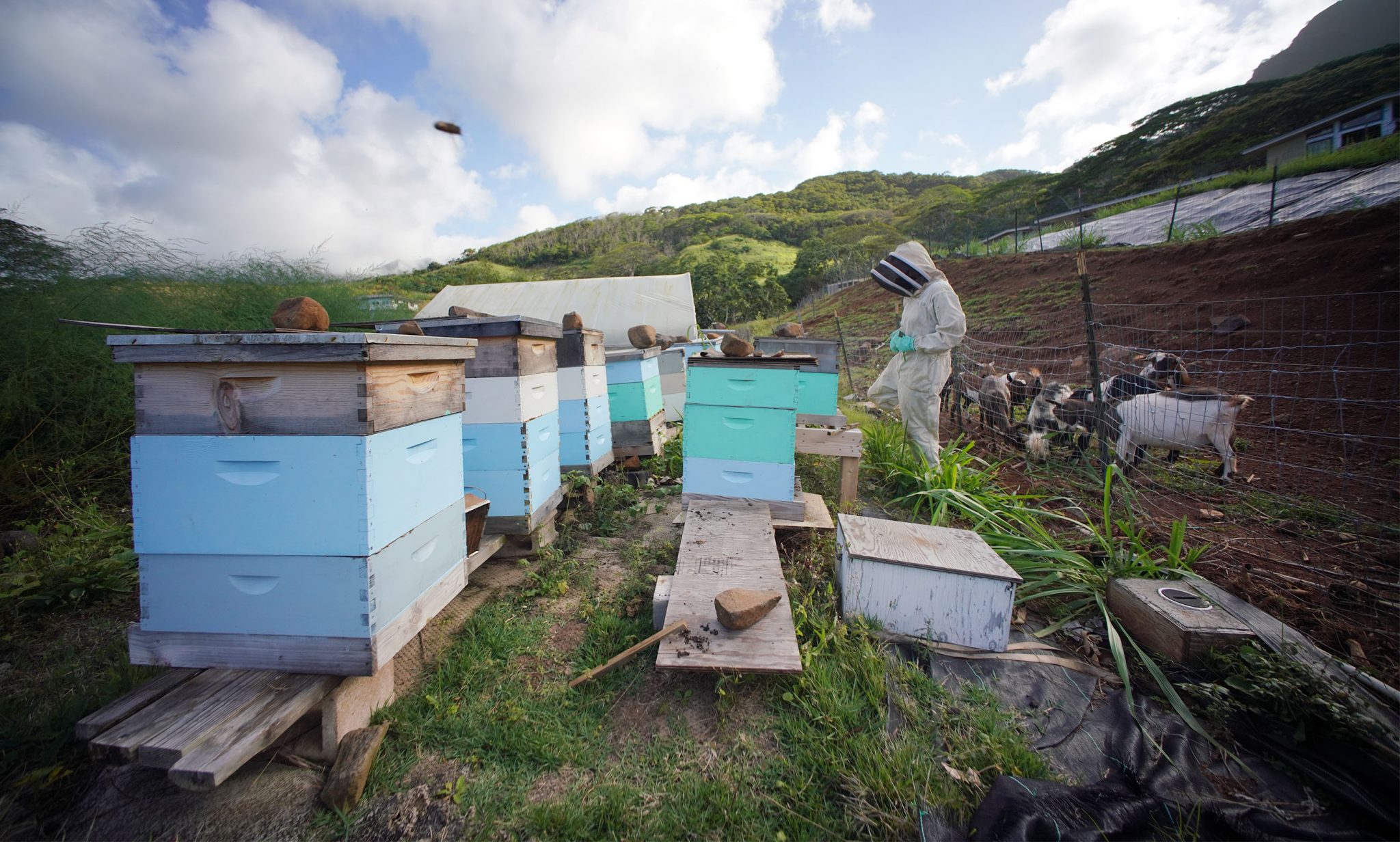 PODCAST Hawaii's Complicated Relationship With European Honey Bees