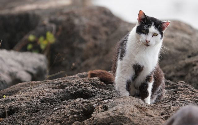 Kakaako Waterfront Park feral cats.