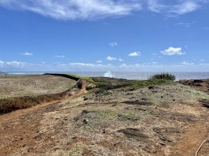 Native Seabirds Keep Turning Up Dead On A Popular Kauai Walking Trail