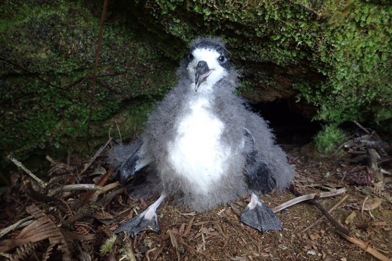 Conservationists Threaten To Sue Maui Resort Over Injured Seabirds