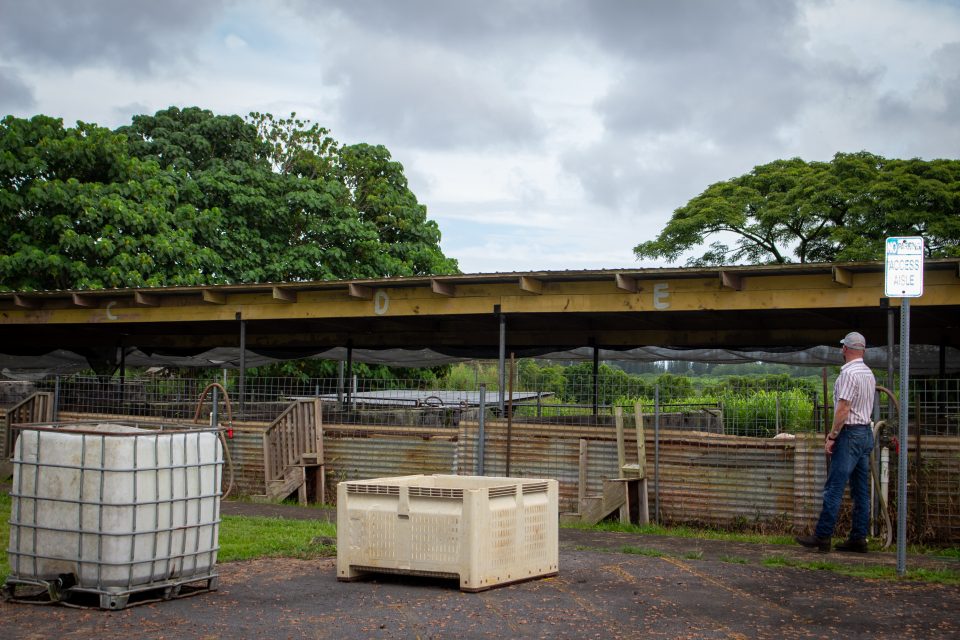 PODCAST What To Feed Animals During A Pandemic? Pigs And Chickens Are