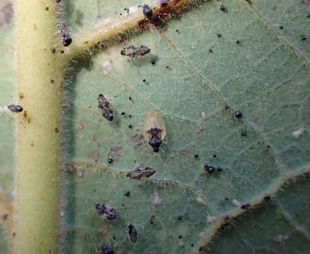 Hawaii's Avocado Farmers Are Bracing For A New Threat - Honolulu Civil Beat