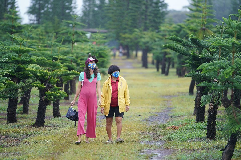 Native Christmas Trees In Hawaii A Local Nursery's Passion Project