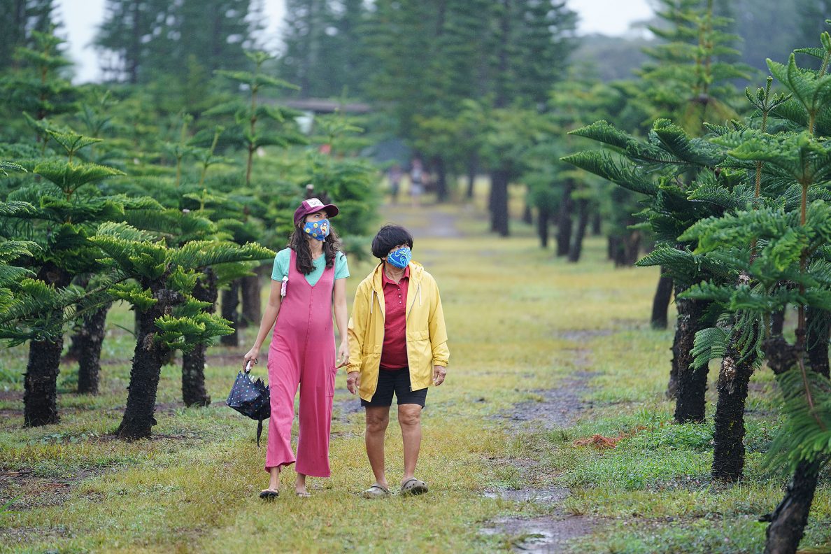 Native Christmas Trees In Hawaii A Local Nursery's Passion Project