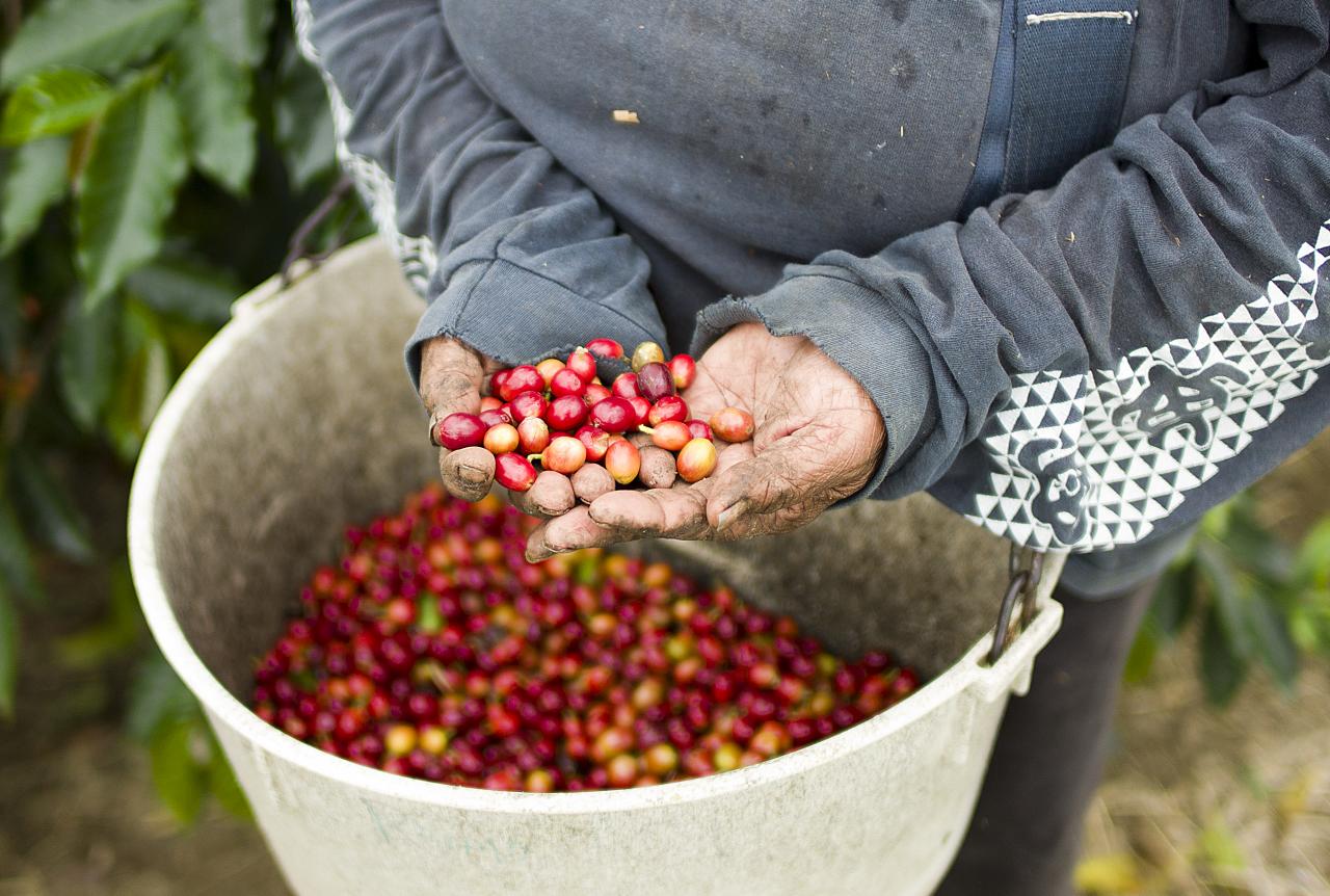 Ka‘u Coffee Farmers Grab Land — And Control Of Their Futures