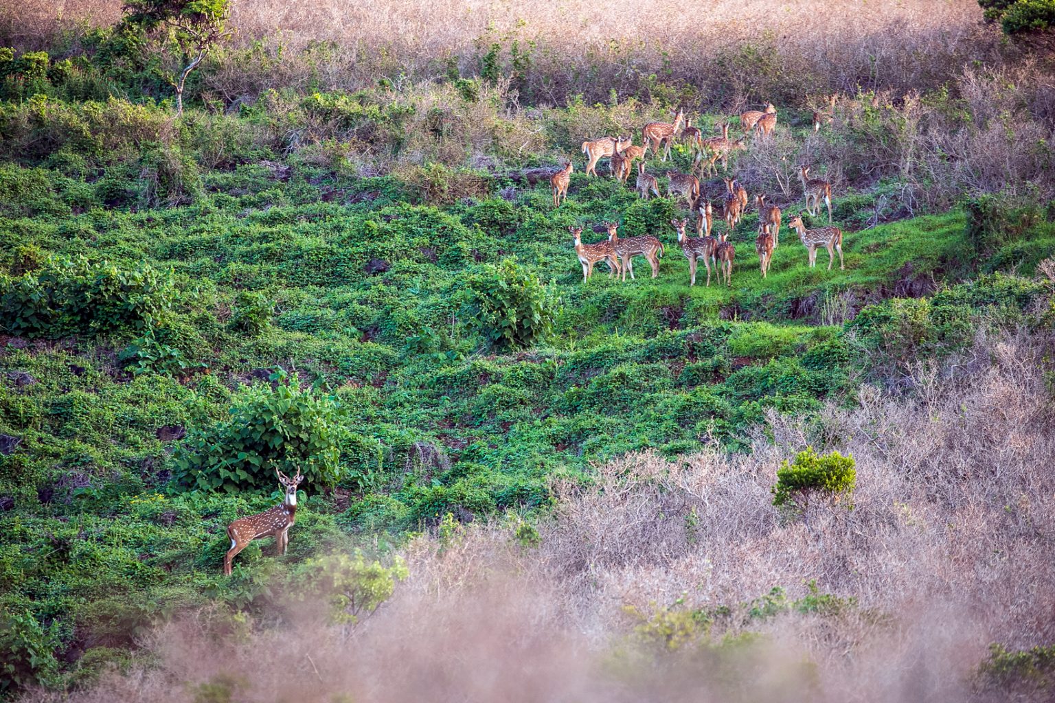 The Deer Population Is Devastating Maui. Hunters Want To Help ...