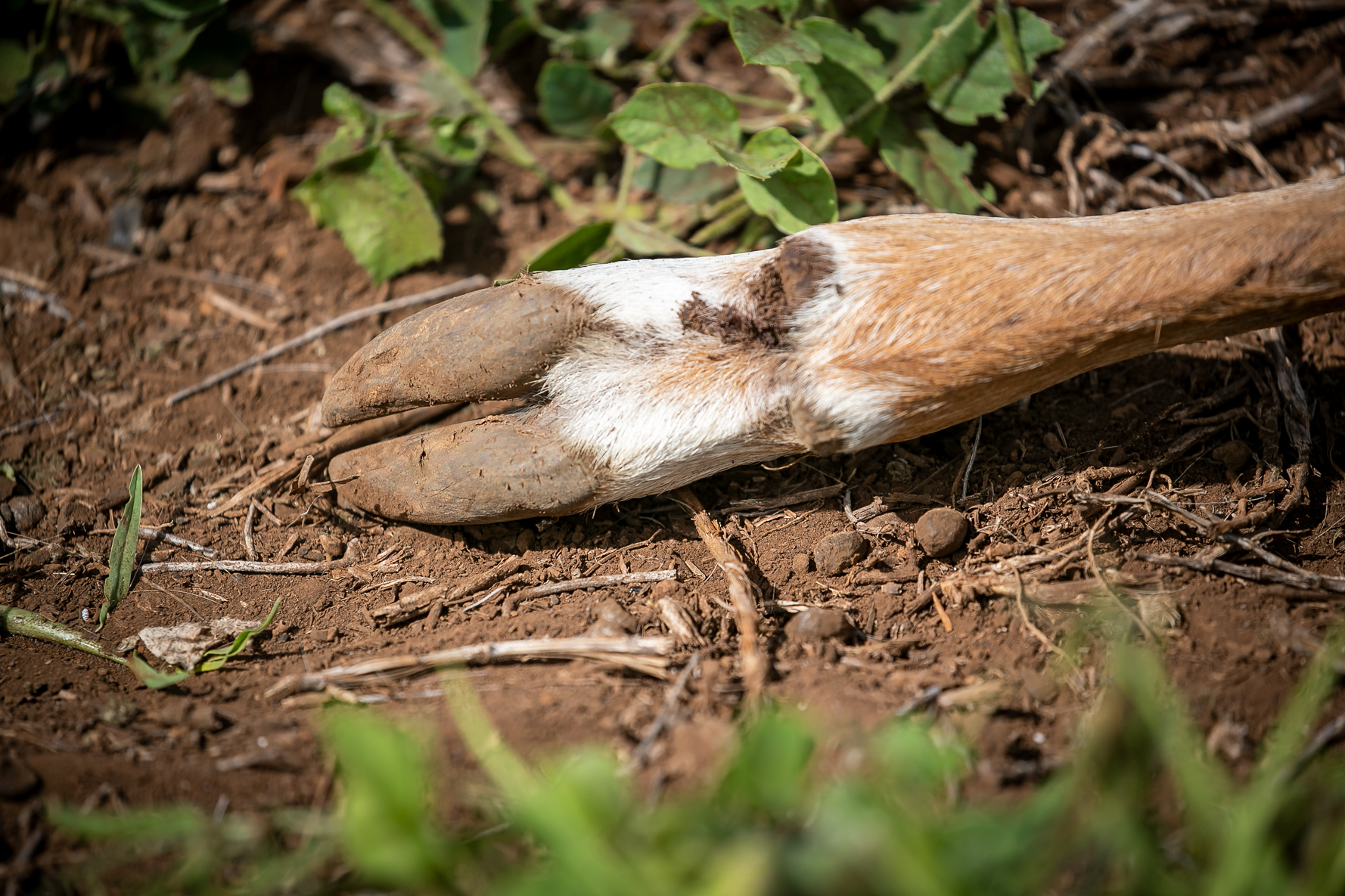 Maui Has An Axis Deer Problem. So The State Has Put A Price On Their